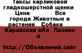 Таксы карликовой гладкошерстной щенки › Цена ­ 20 000 - Все города Животные и растения » Собаки   . Кировская обл.,Лосево д.